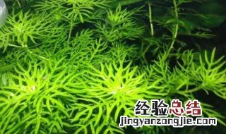 如何种植水草 鱼缸如何种植水草