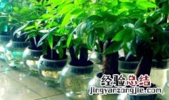 发财树水培注意事项 发财树水培的具体步骤