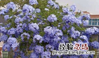 蓝雪花能养活几年 蓝雪花可以养多少年