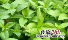 防风和荆芥有什么区别图片 防风和荆芥有什么区别