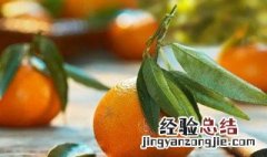 芦柑籽怎么种 芦柑籽怎么种出来的