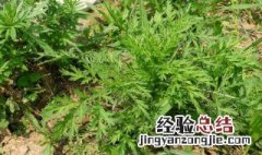 臭草种植技术 臭草怎么种