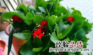 长寿花苗怎么种 长寿花苗怎么种植方法