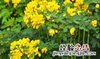 决明子怎么种植一亩地产多少公斤 决明子怎么种植