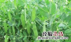 荷兰豆该怎么种植 荷兰豆该怎么种植容易发芽