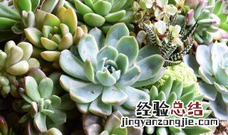 多肉植物如何养 多肉植物如何养护