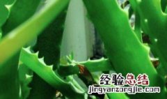 家里种植的芦荟能吃吗 家里种植的芦荟能吃吗图片