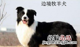 边牧犬训练教程合集下载 边牧犬训练教程合集