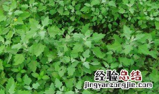 野菜怎么种植 野菜怎么种植和技术