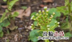 药材防风如何种植 药材防风如何种植视频