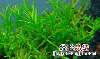 水草泥怎么种水草 没有水草泥怎么种水草