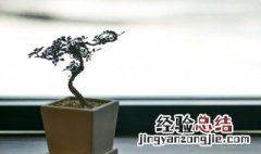 绿色植物给家里增添生机 用创意的绿色植物给家中增添生机