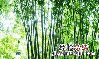 竹子的用途有哪些 竹子有什么用途