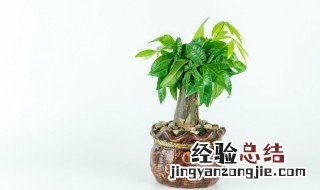 施肥在养花的过程中的必要性 养花 施肥