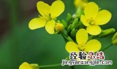 油菜花的特点 油菜花的样子,颜色,气味,其他