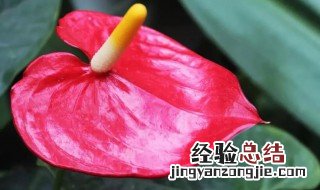 红掌的叶子从中间开始变黄是什么原因 红掌黄叶的6大原因