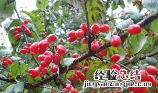 山茱萸什么时候种植 山茱萸什么时间打顶