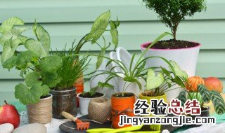 室内观叶植物的冬季管理 室内观叶植物的冬季管理方法