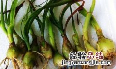 球根植物的分类和偏好 举例说明球根花卉分为哪些类型?