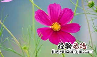 格桑花养护技巧格桑花语言 格桑花养护方法