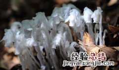 水晶兰是吉祥花吗 水晶兰的风水学应用