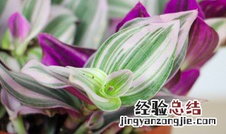 油画吊兰冬天养殖方法 油画吊兰冬天养殖方法图解