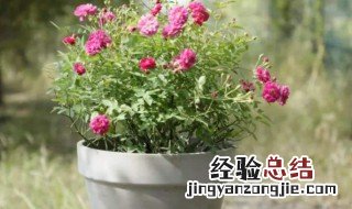 甜蜜马车月季花的养殖方法 甜蜜马车月季养殖殖方法