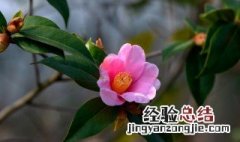 山茶花冬天养殖殖的禁忌 山茶花冬天养殖殖的禁忌是什么