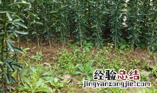 枳壳怎么种植视频 枳壳怎么种植