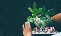 植树节的来历是什么 植树节的来历是什么与中国的植树节