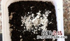 生根粉可以浇土里吗 需要注意什么 生根粉可以浇土里吗