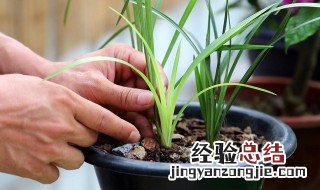 兰花发芽了要如何养殖 兰花刚发芽是什么样子