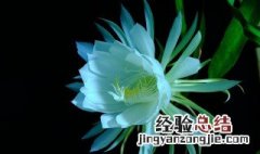 昙花为什么养着养着叶子就长斑点了怎么回事 昙花为什么养着养着叶子就长斑点了