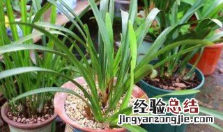 兰花籽怎么种植方法 兰花籽怎么种