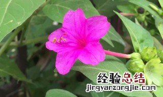 洗澡花怎么种植方法 洗澡花怎么种