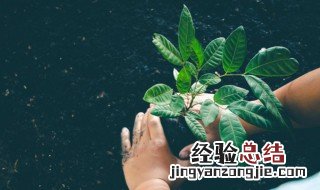 适合植树节的文案句子 适合植树节的文案