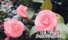 茶叶水可以浇花吗 茶叶水可以浇花吗浇绿萝吗