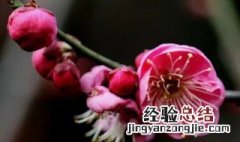 梅花为什么没有绿叶 梅花为什么没叶子