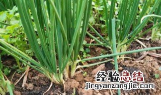 香葱种子怎么种植容易发芽 香葱种子怎么种植