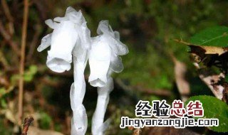 水晶兰养殖方法 水晶兰如何养殖