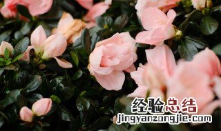 杜鹃花春天如何养殖的 杜鹃花春天如何养殖