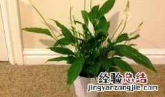 室内适合养什么植物 具体适合养什么