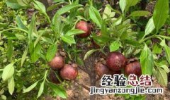 山竹怎么种植方法 关于种植山竹的方法