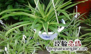 什么植物除甲醛最好 除甲醛最好的植物推荐