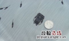 白色雪纺染色怎么洗掉呢 白色雪纺染色怎么洗掉