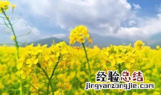 油菜花的花语是什么怎样发朋友圈 油菜花的花语是什么