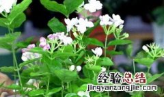 茉莉花修剪方法 茉莉花怎么修剪