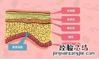 胶原蛋白是什么 胶原蛋白是什么意思