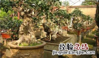 桂花树修剪方法 桂花树如何修剪