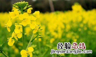 油菜花朋友圈文案 油菜花朋友圈唯美短句